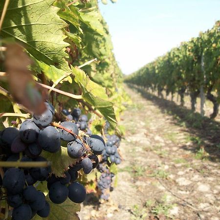 Loire, Chateaux, Et Vignes Onzain Kültér fotó
